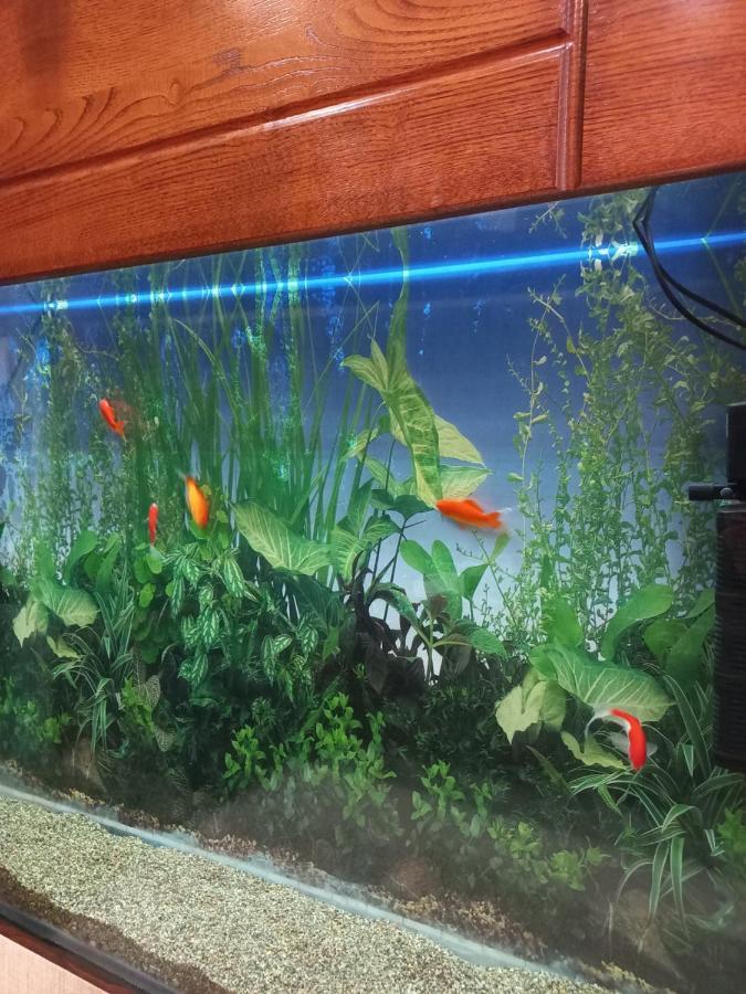 טביליסי Tatapartment מראה חיצוני תמונה